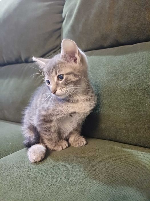 małe koty do oddania za darmo (nie adopcja)