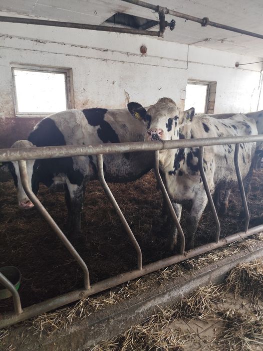 Jałówki wysokocielne