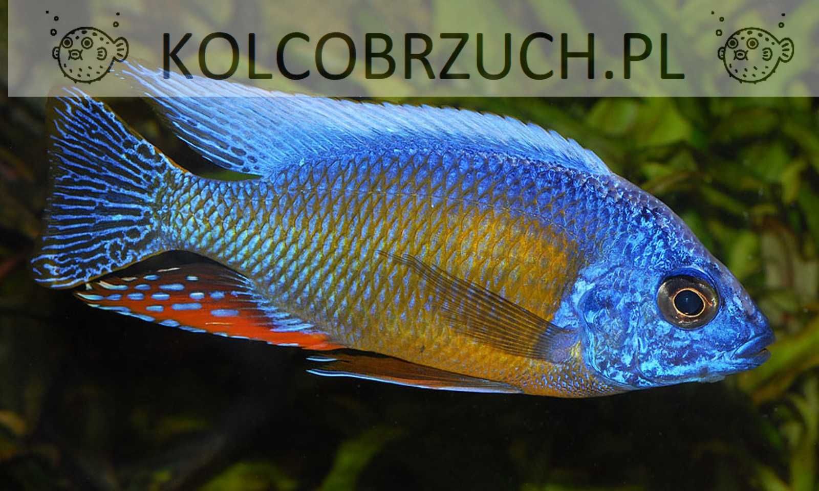 Protomelas sp. Steveni Taiwan - Pyszczaki - dowóz, wysyłka