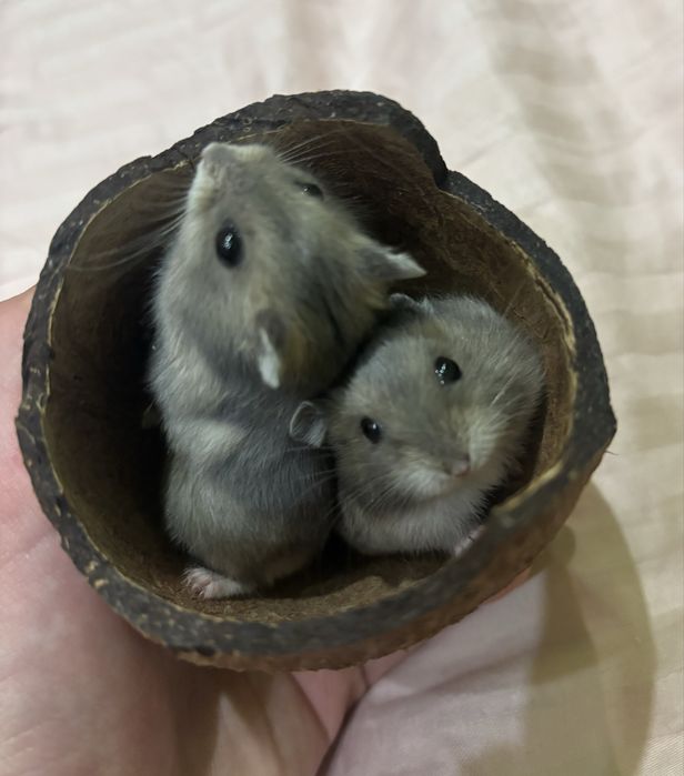 Хом’ячка Джунгарики