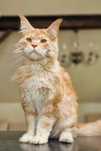 Maine coon, piękny duży kocur do adopcji