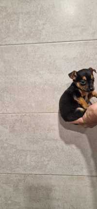 Pinscher super miniatura 0