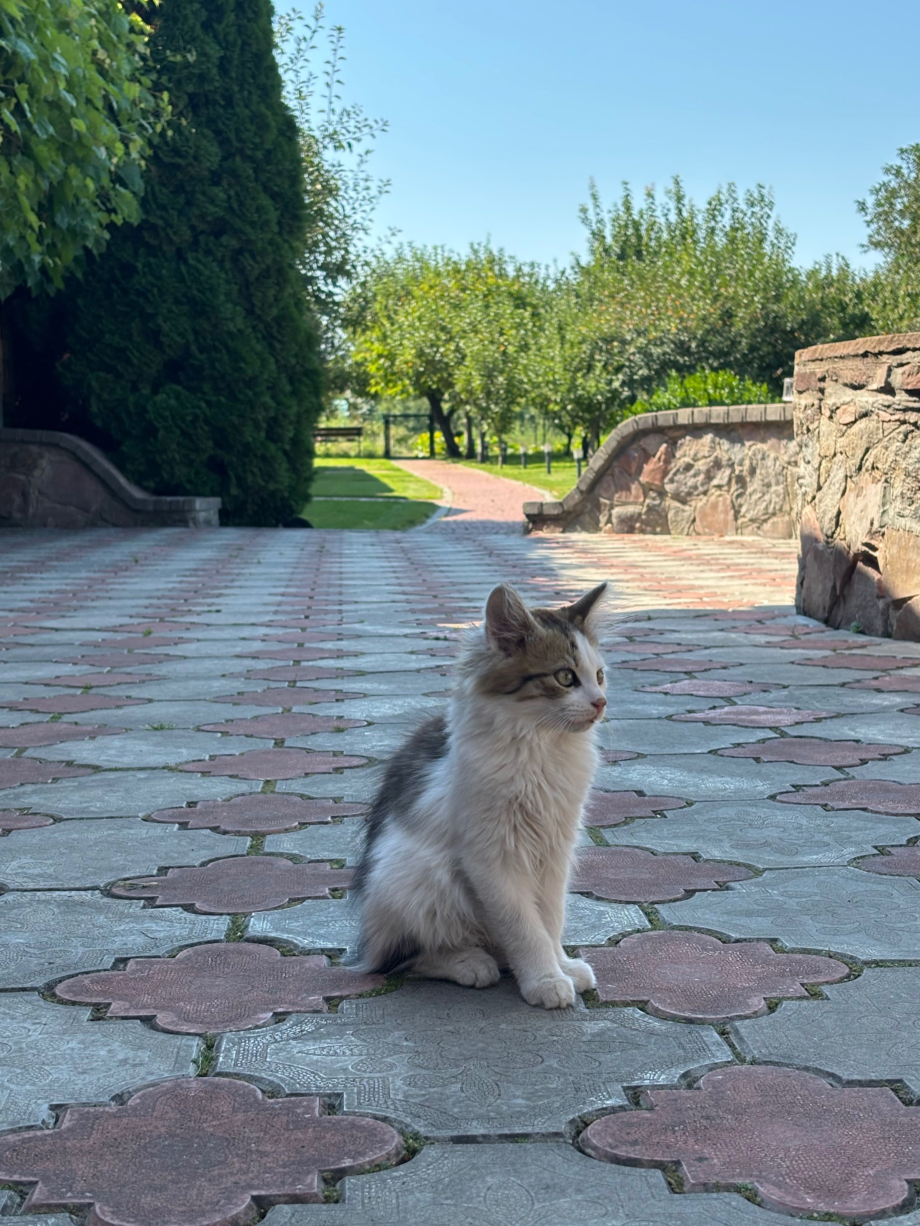 Кошеня Ляля в добрі руки