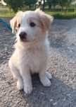 Adonis - szczenię border collie o wyjątkowym umaszczeniu ee-red
