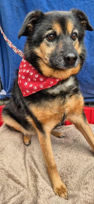 Do adopcji – spokojna sunia.