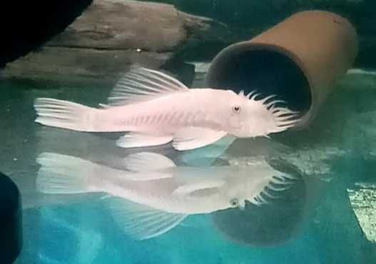 Snow white ancistrus glonojad zbrojnik para