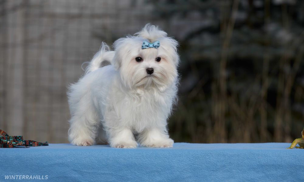 Красивий Мальтезе азійського типу, розплідник КСУ-FCI