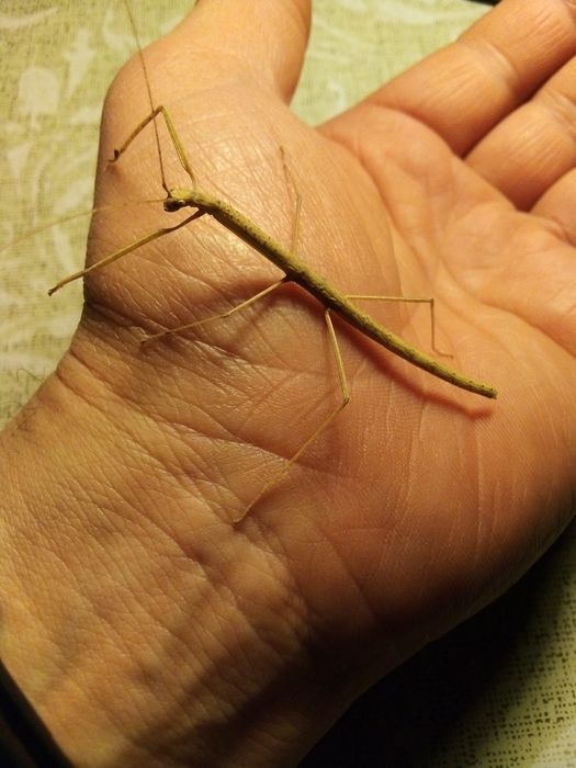 Patyczaki czerwonoskrzydłe - Tajlandia