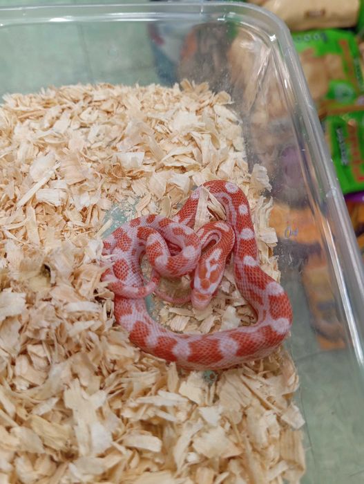Wąż zbożowy Candycane motley