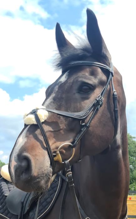 Ogłowie meksykańskie Norton Pro full