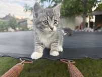 Котикі шукають господаря