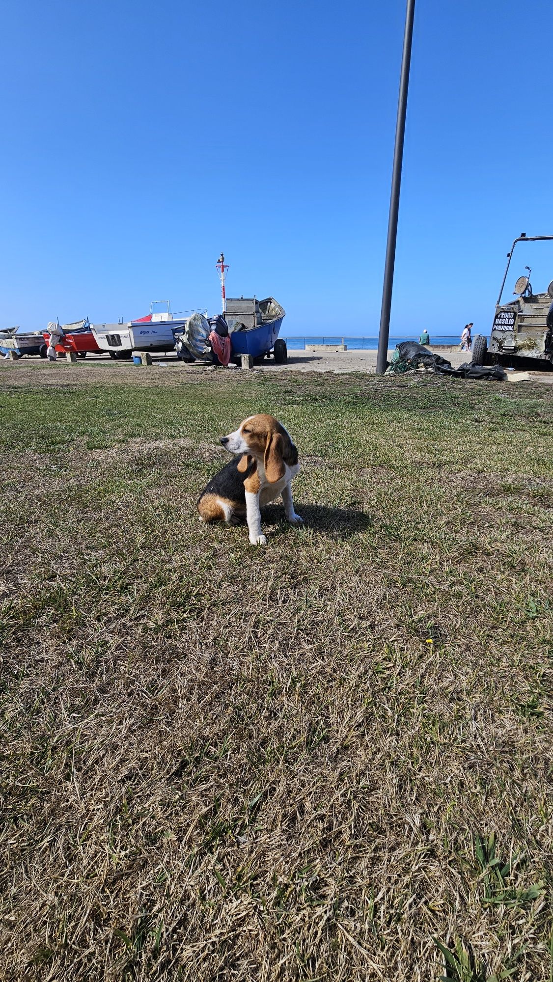 Beagle tricolor macho