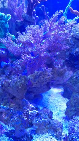 Capnella spp koralowiec akwarium morskie