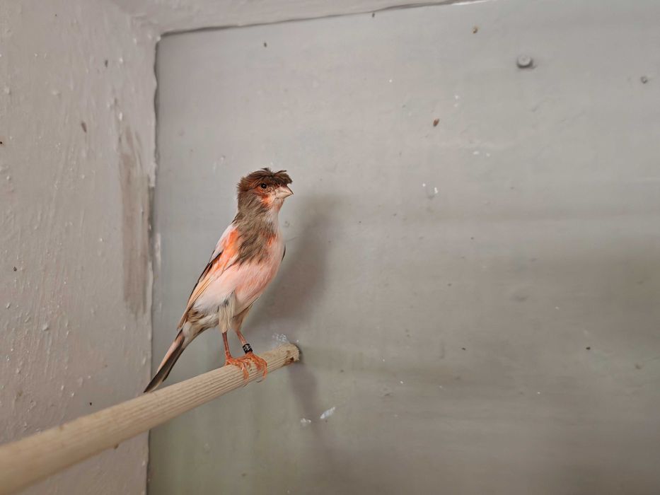 Casais Canários Arlequim Português