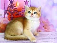 Красивый британский золотой котёнок с прививками и хорошими манерами