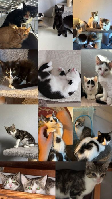 Kociaki do adopcji