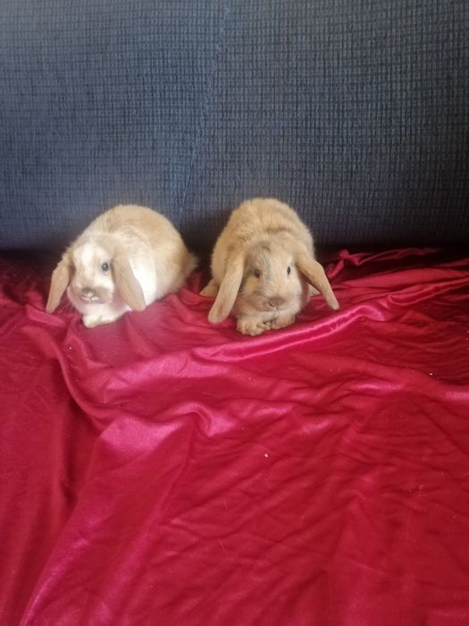 Króliczek karzełek Lewek, Teddy, Mini Lop