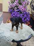 Terrier niemiecki piesek