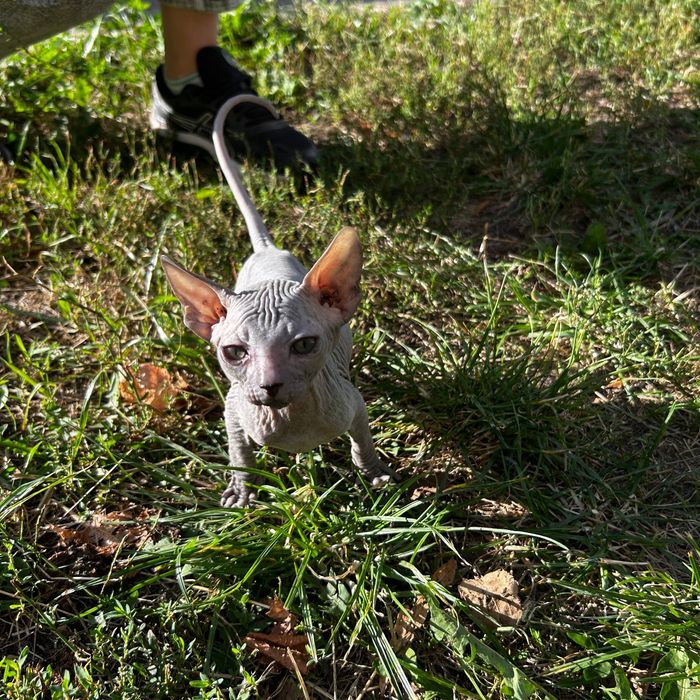 Шукаємо люблячих господарів для донських сфінксів!