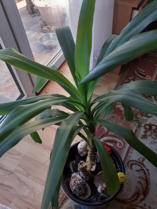 Kwiat pokojowy  juka