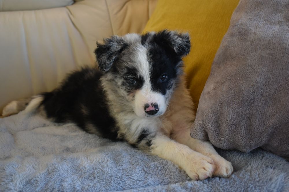 Border Collie Blue Merle fêmea