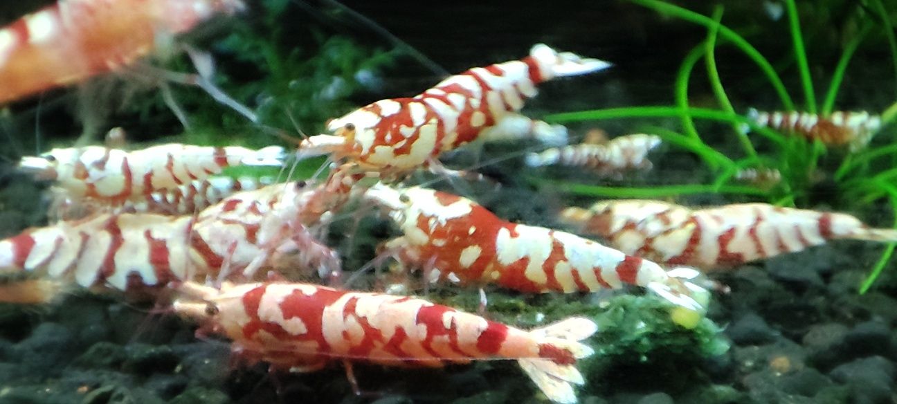 Krewetki Caridina Red Fancy Tiger