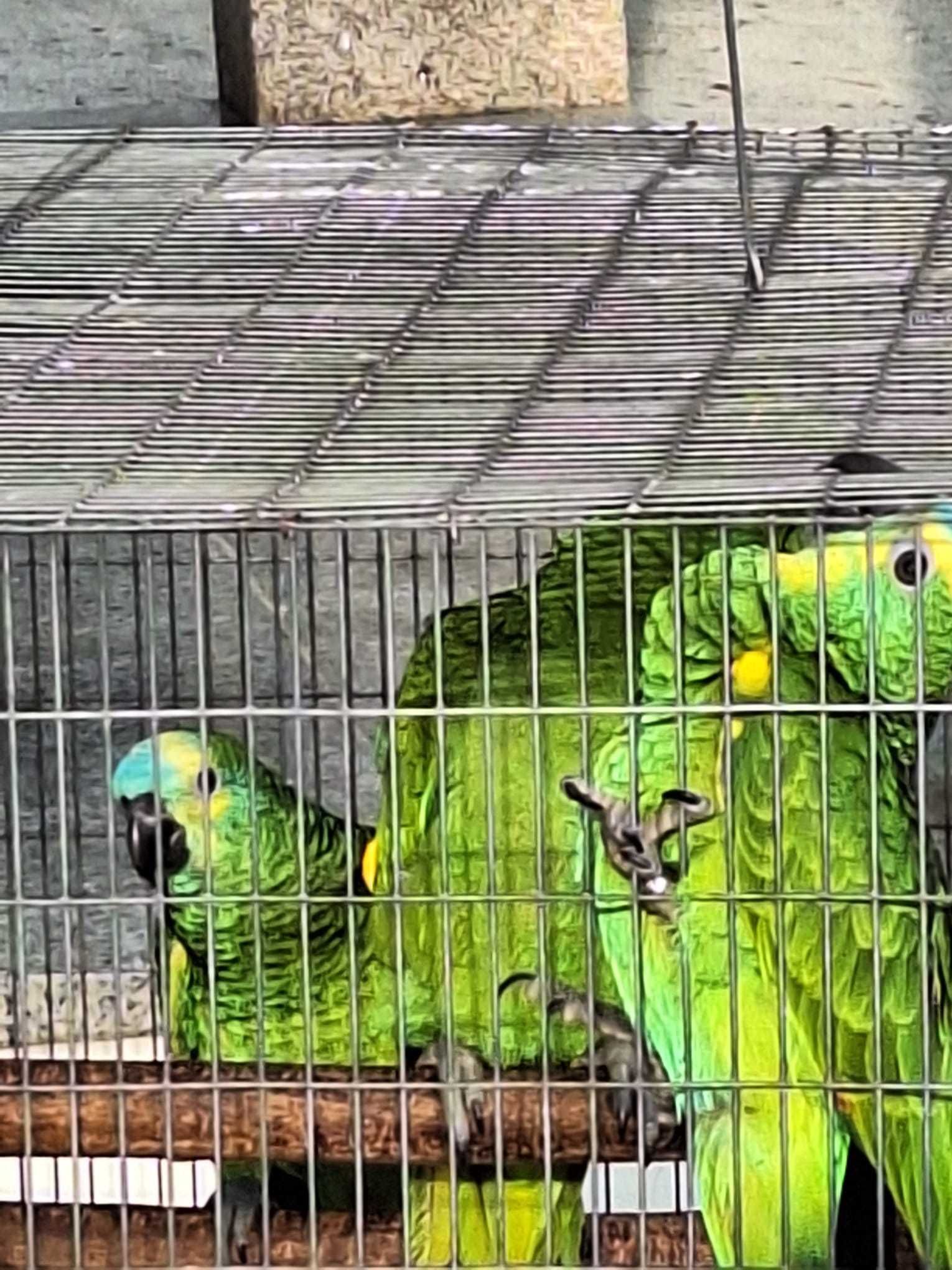 papagaio Amazona aestiva xanthopteryx