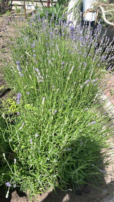 Лаванда. Гліцинія. Глициния. Лаванда рожева. Гортензія