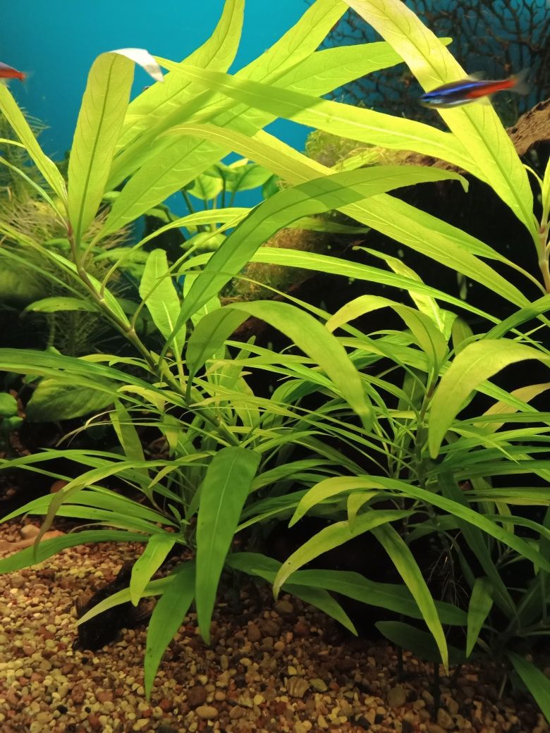 Hygrophilpie roślinka akwariowa