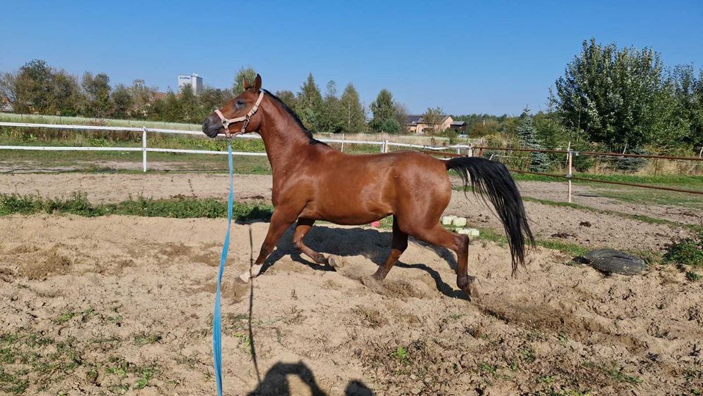 Koń wałach czystej krwi arabskiej