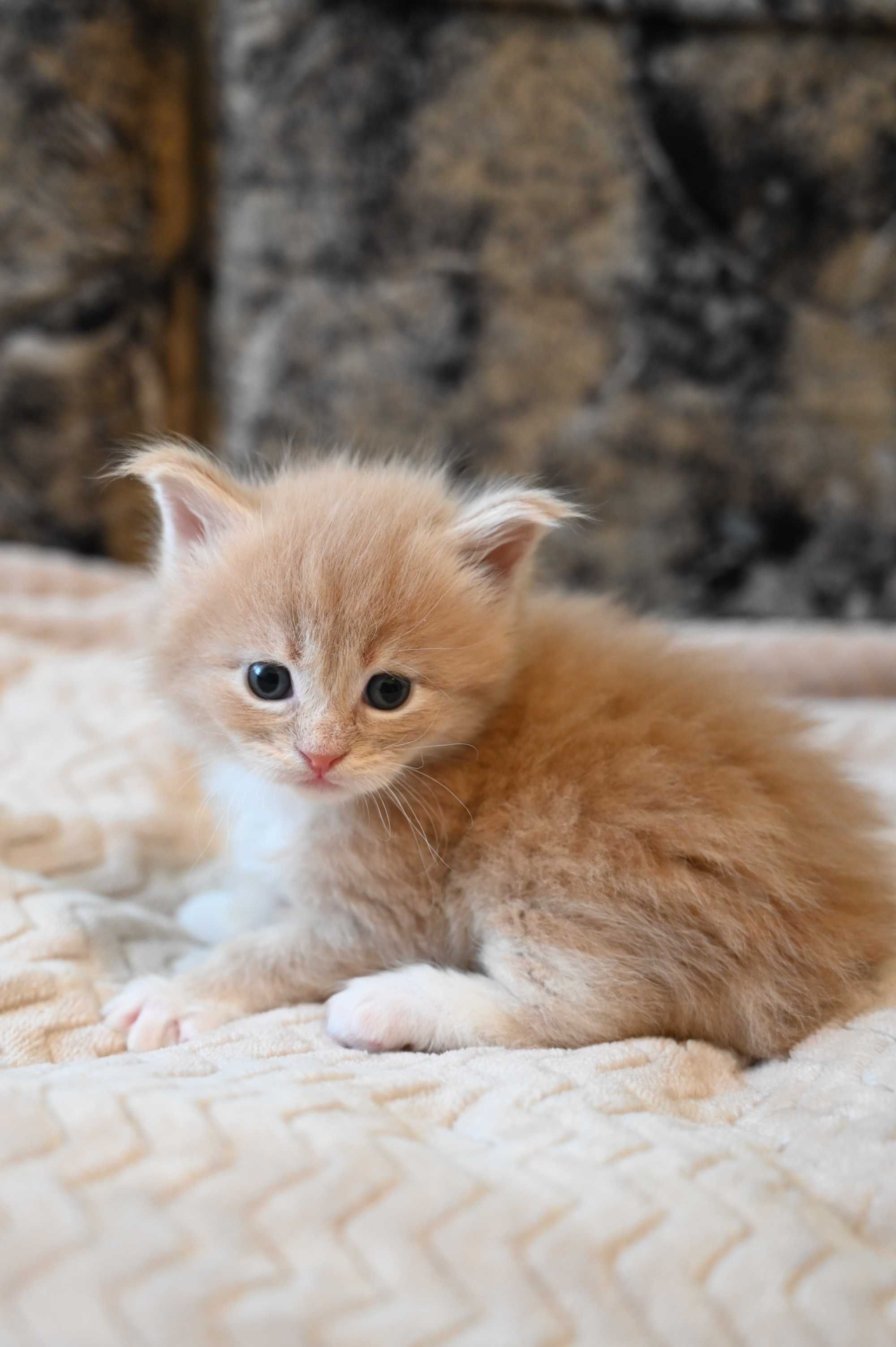 Kocur Maine Coon Kot o ubarwieniu kremowo - białym