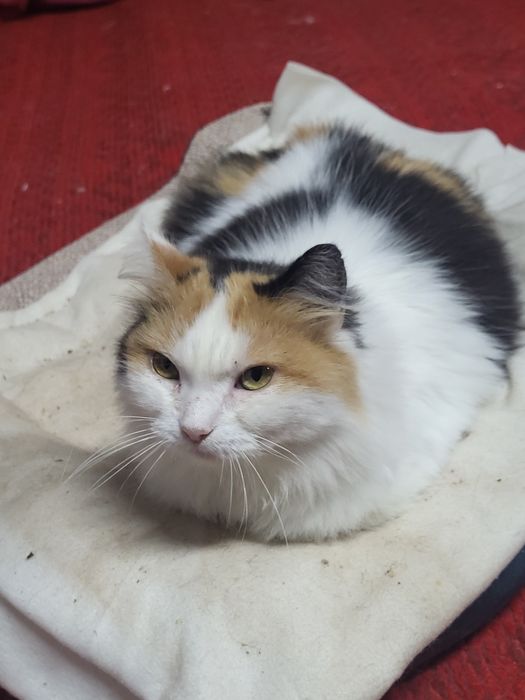 Майя шукає родину