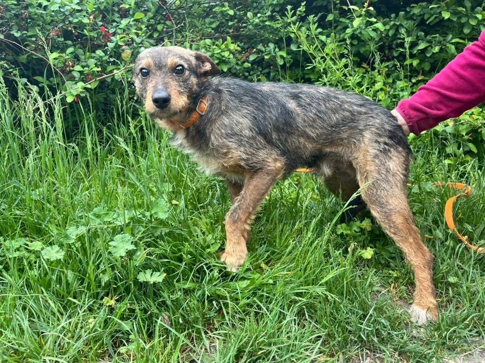 Tymek szorstki samiec blaga o adopcje!