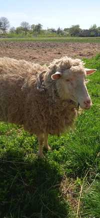 Продам вівцю на тримання