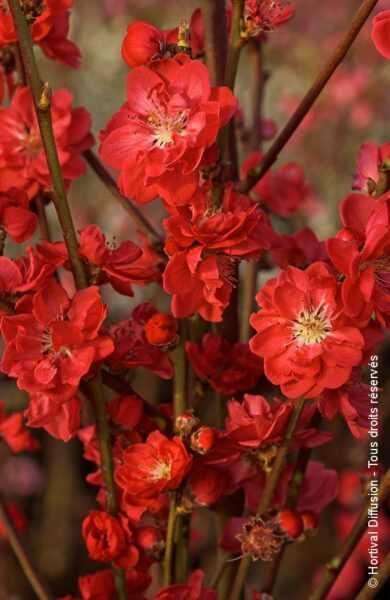 Brzoskwinia ozdobna - Prunus persica "Taoflora", unikat, duże drzewka!