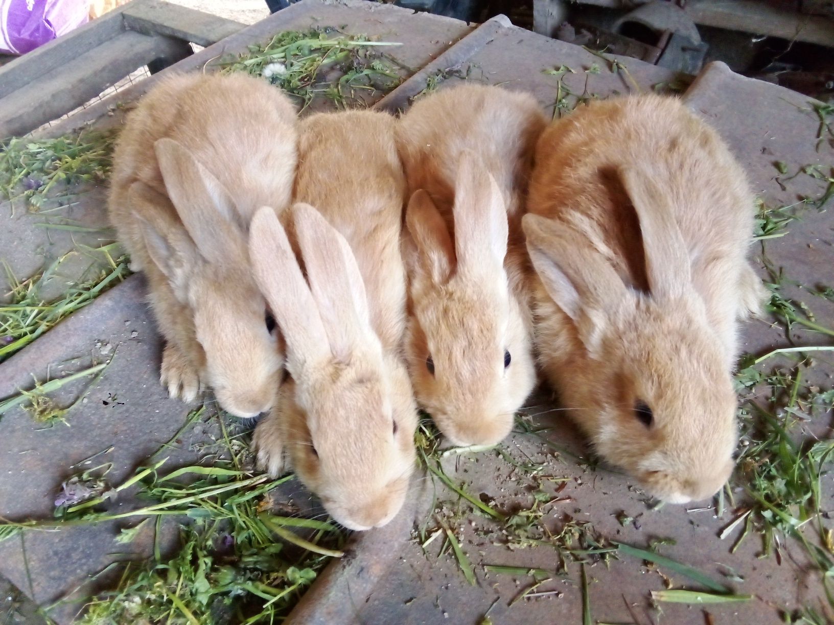 Продам кролиів породи бургундія