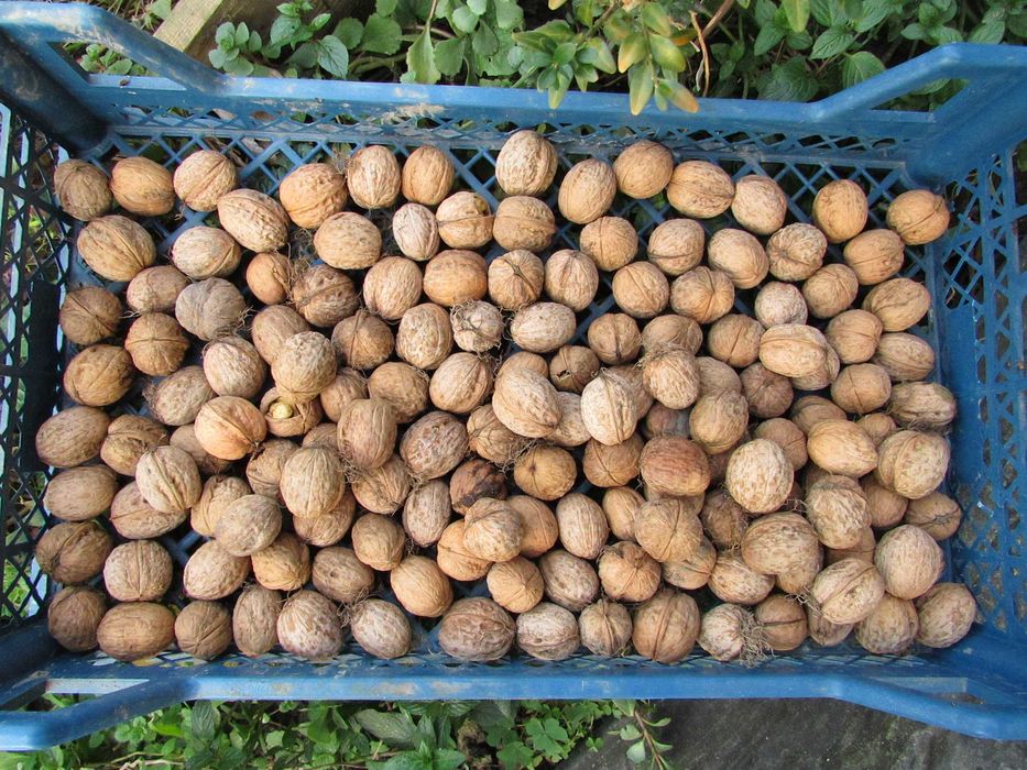 Саджанці Сливи/Чернослив/Обліпиха/Калина/Фундук/Туя/Горіх Грецький