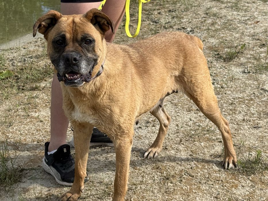 Bokser- piekna suczka Bunia do adopcji!
