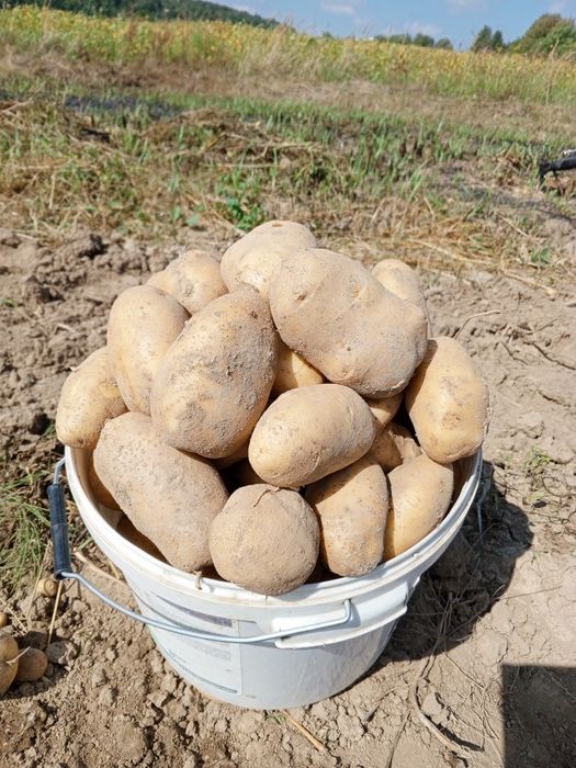 Продам велику смачну картоплю