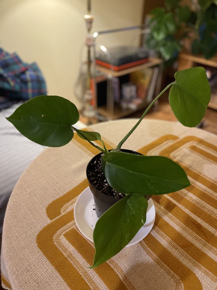 Monstera variegata