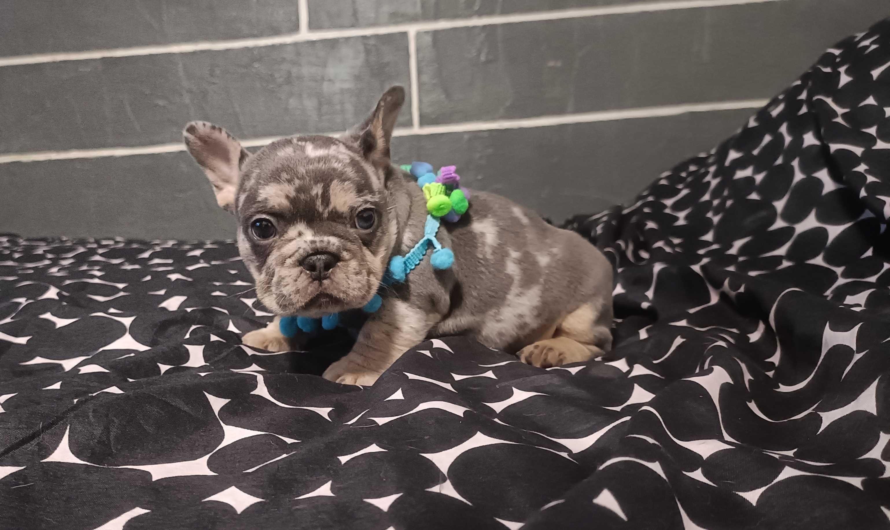 Femea bulldog francês