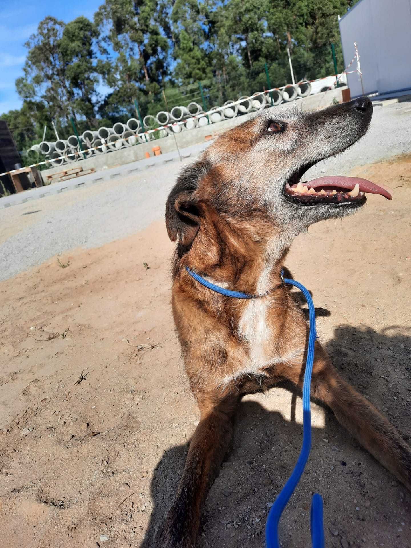 Cão Porte Pequeno-Médio (15kg) Para Adoção (Guaraná)