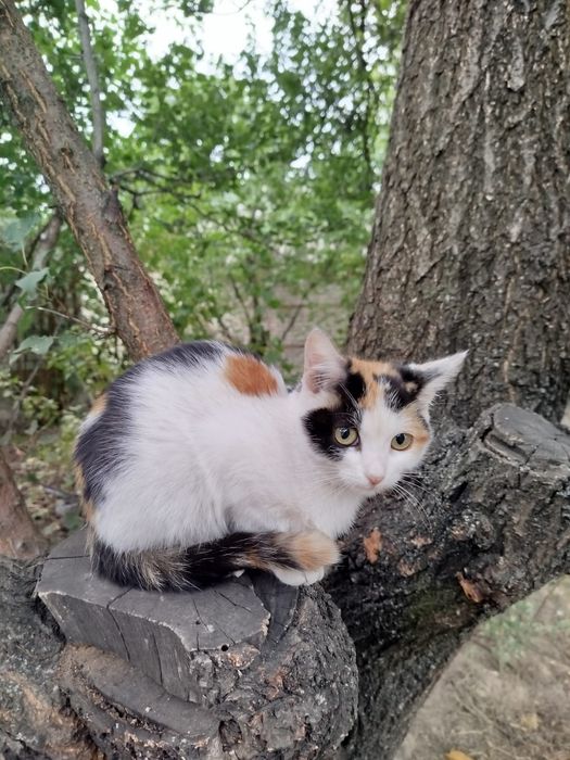 Кошеня дівчинка 2,5 місяці