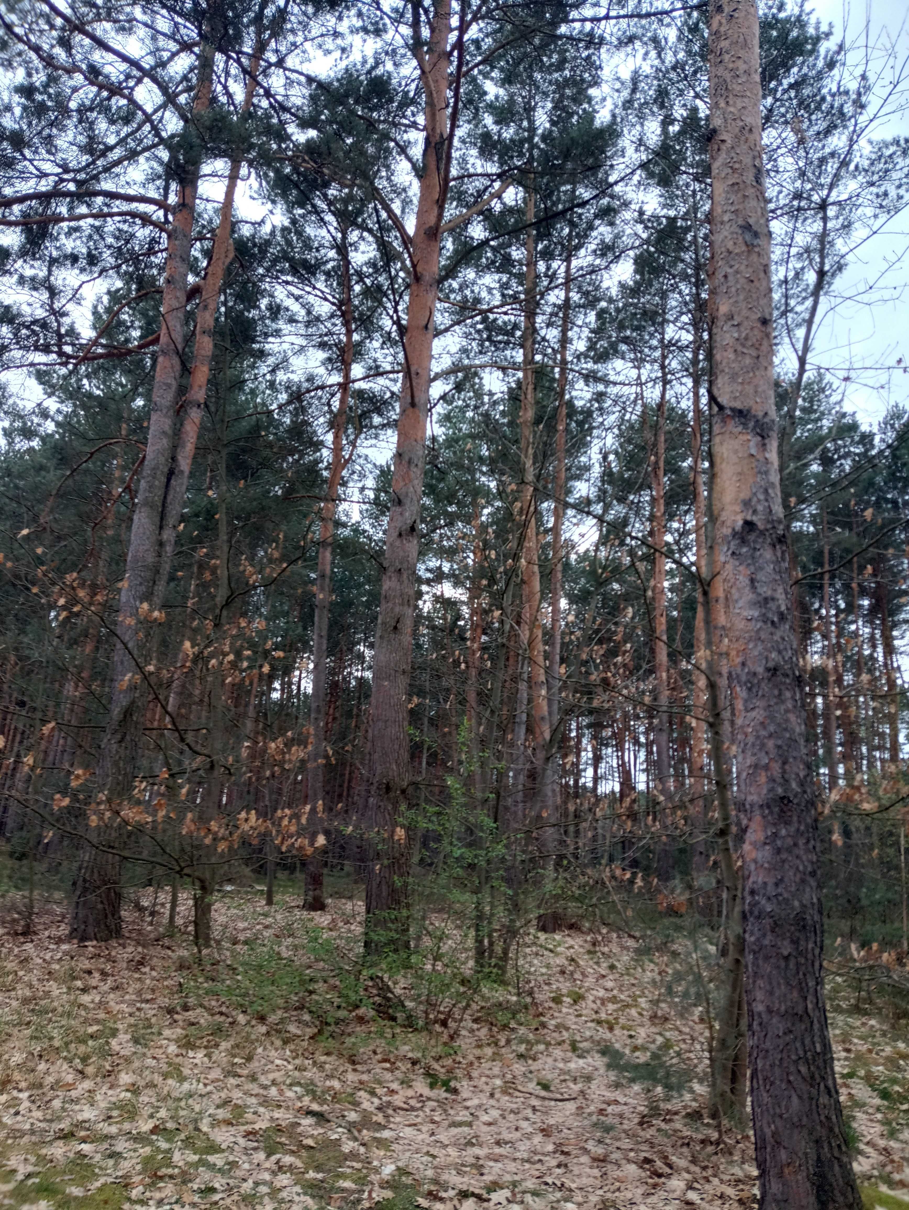 Sprzedam działkę leśną 2,03 ha Jędrzejów-Imielno-Zegartowice,