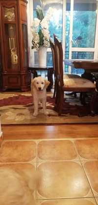 Pies Golden Retriever z Rodowodem i pełną dokumentacją już do odb
