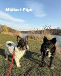 Cudowne mikrosuczki Figa i Misia do adopcji