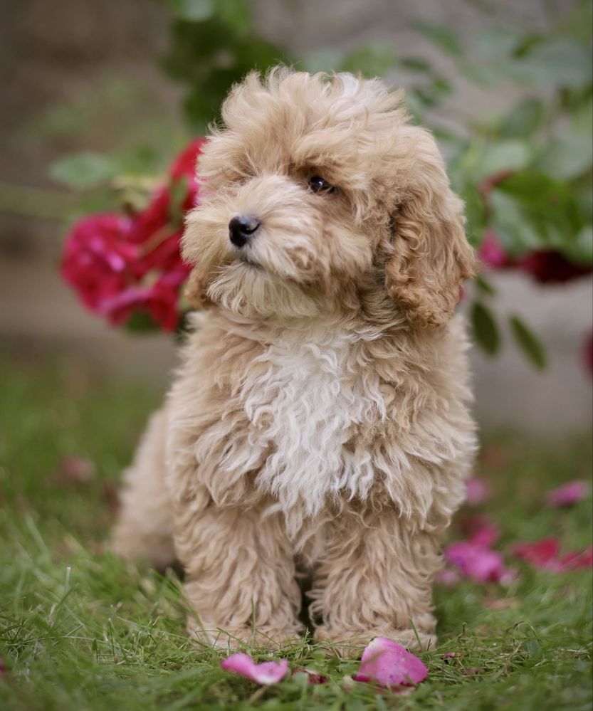 Śliczne szczenięta maltipoo