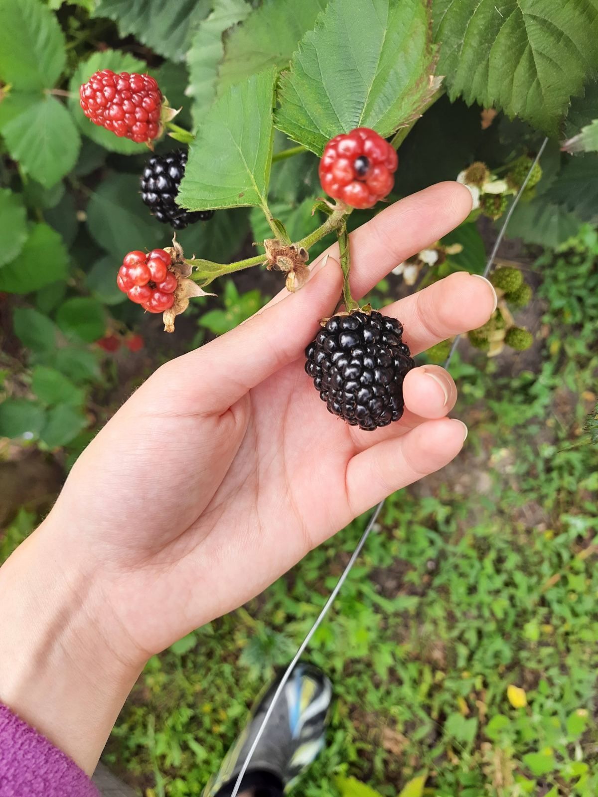 Продам саджанці ожини