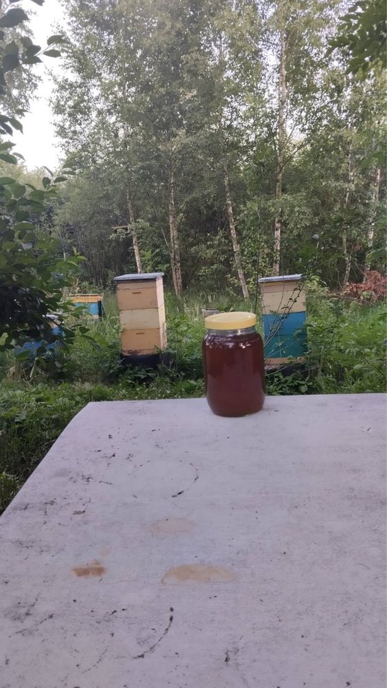 Мед лісовий,майовий,різнотравя,липа,травневий,забрус