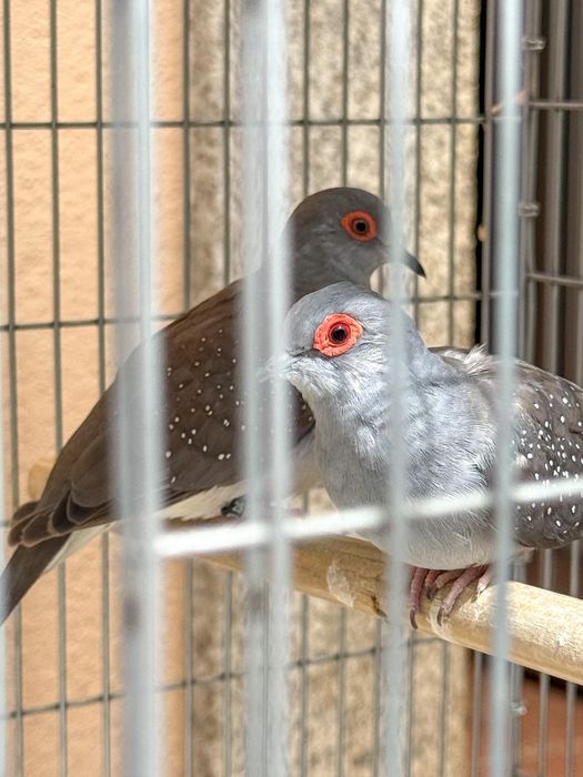 Casais de Rolas diamante (Ancestrais)